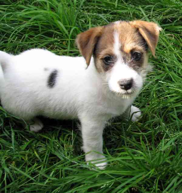 Jack Russell teriér– poslední fenka a 2 pejsci s PP k odběru - foto 13