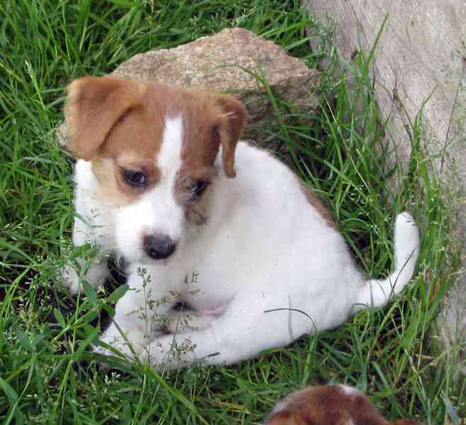 Jack Russell teriér– poslední fenka a 2 pejsci s PP k odběru - foto 2