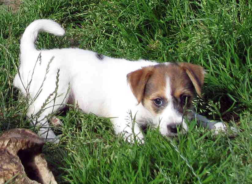 Jack Russell teriér– poslední fenka a 2 pejsci s PP k odběru - foto 12