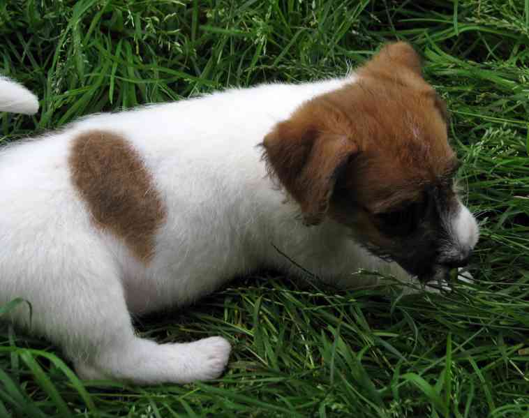 Jack Russell teriér– poslední fenka a 2 pejsci s PP k odběru - foto 8