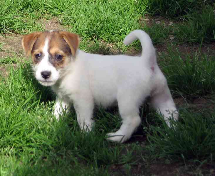 Jack Russell teriér– poslední fenka a 2 pejsci s PP k odběru - foto 14