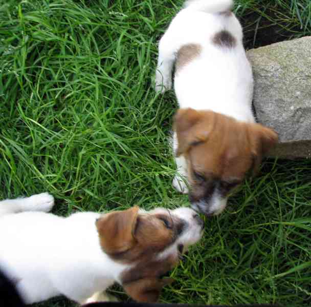 Jack Russell teriér– poslední fenka a 2 pejsci s PP k odběru - foto 18