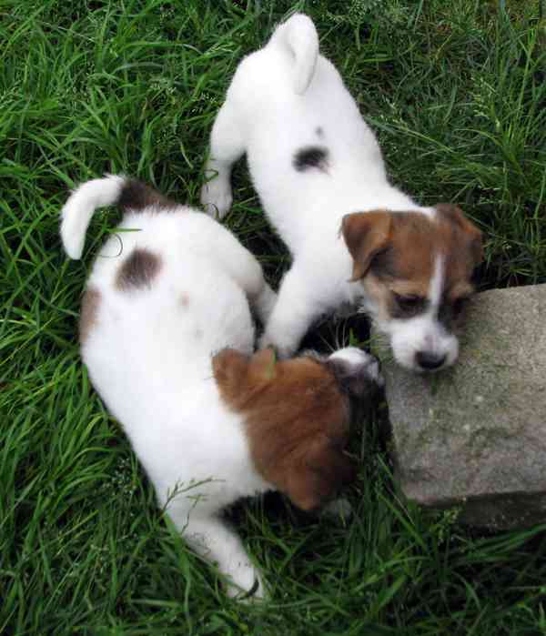 Jack Russell teriér– poslední fenka a 2 pejsci s PP k odběru - foto 17