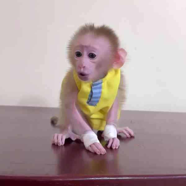 Výcvik kapucínských opic k adopci