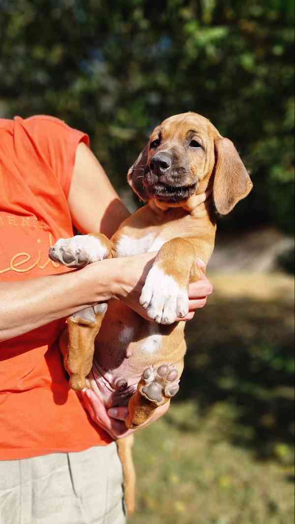 štěně - RHODÉSKÝ RIDGEBACK - foto 4