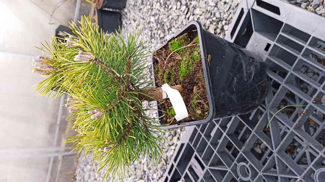 Borovice kleč Mops (Pinus mugo Mops) - foto 2