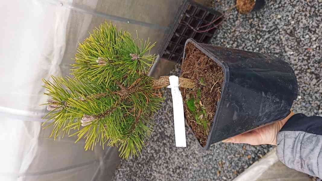 Borovice kleč Mops (Pinus mugo Mops) - foto 1