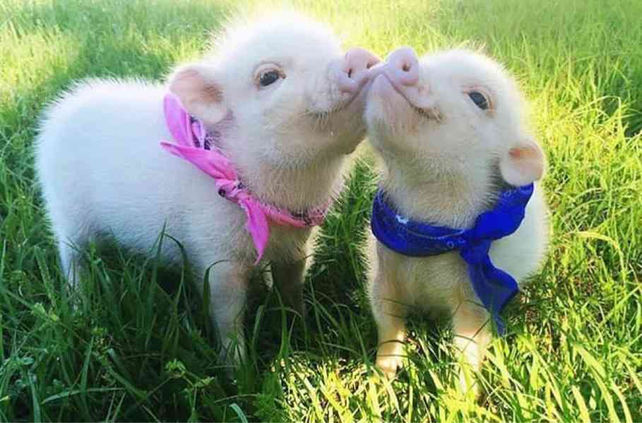 Krásná, zdravá prasata k prodeji 