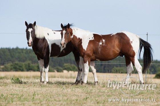 kvalitní PAINT HORSE plemeníci DOUBLE HOMOZYGOT - foto 1