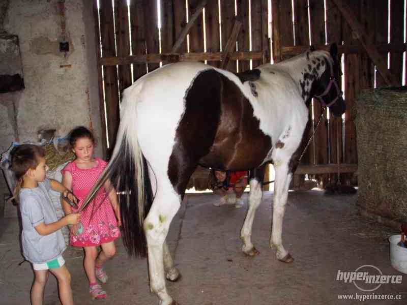 kvalitní PAINT HORSE plemeníci DOUBLE HOMOZYGOT - foto 5