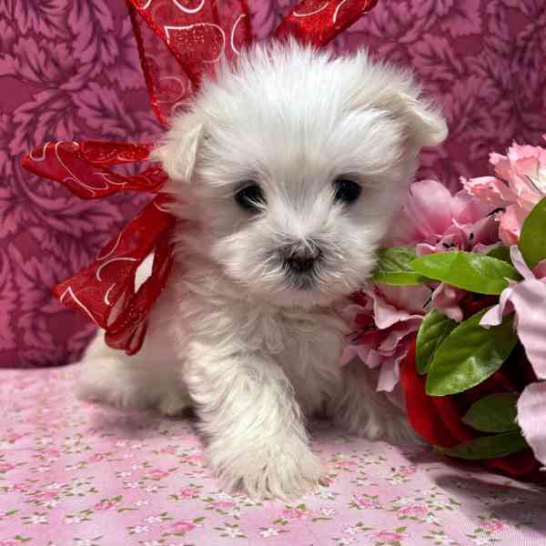  Zdravá štěňátka maltézáka a fenky k adopci zdarma 