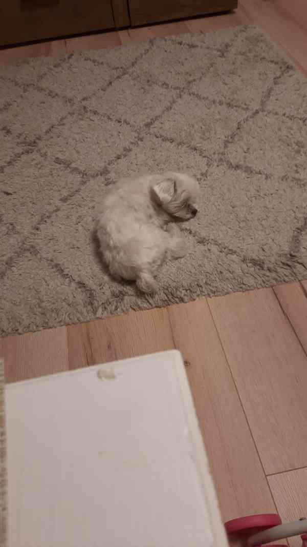 Mini-maltézáček ke krytí - foto 8