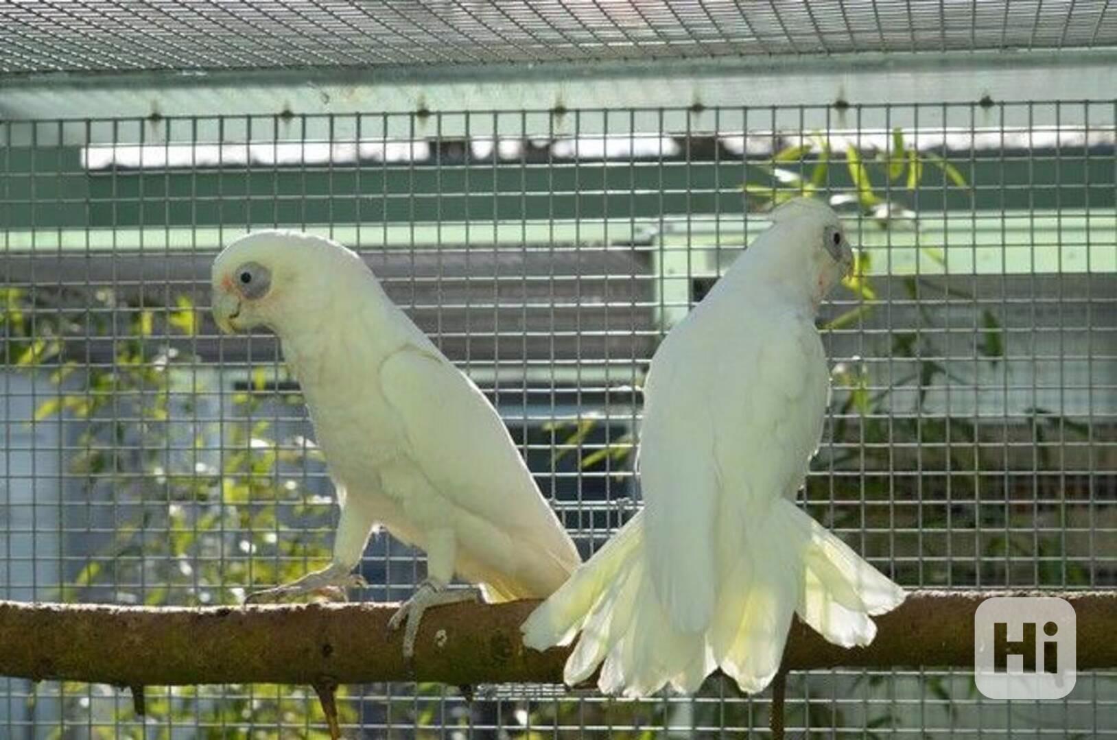 Kakadu barooký - Nerozlučná dvojice - foto 1