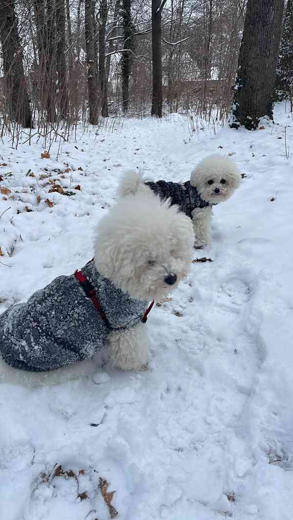 Bišonek frišonek na prodej. - foto 3