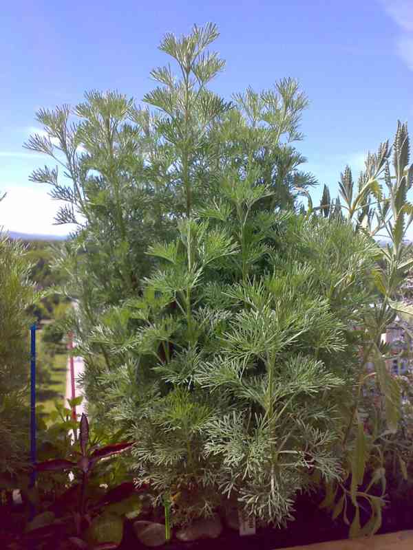 Pelyněk brotan - Artemisia abrotanum - tříletý keř - foto 5