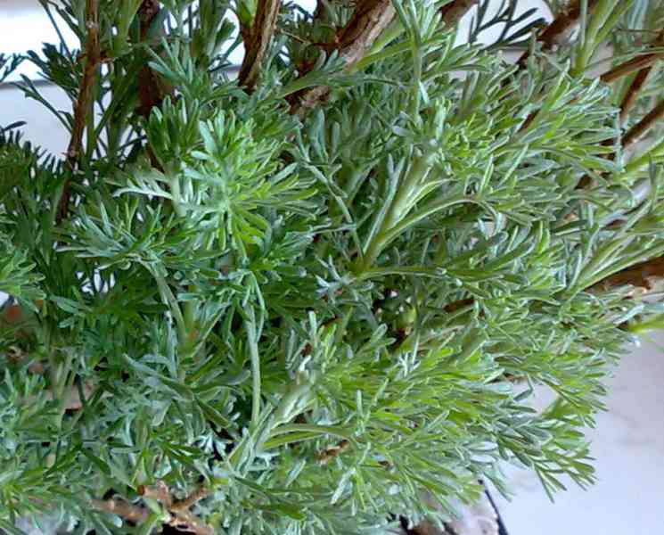 Pelyněk brotan - Artemisia abrotanum - tříletý keř - foto 4