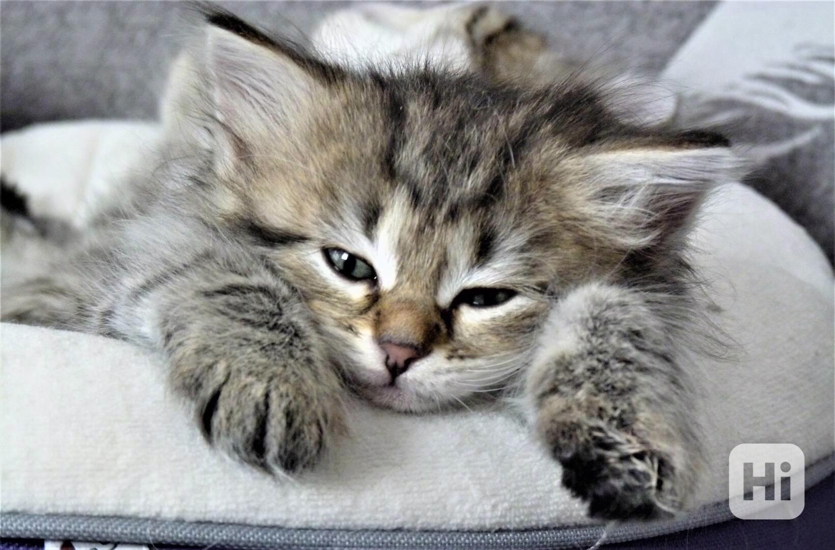 Sibiřská Koťata - foto 1