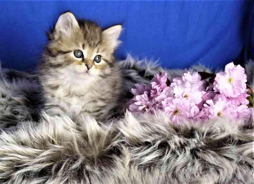 Sibiřská Koťata - foto 2