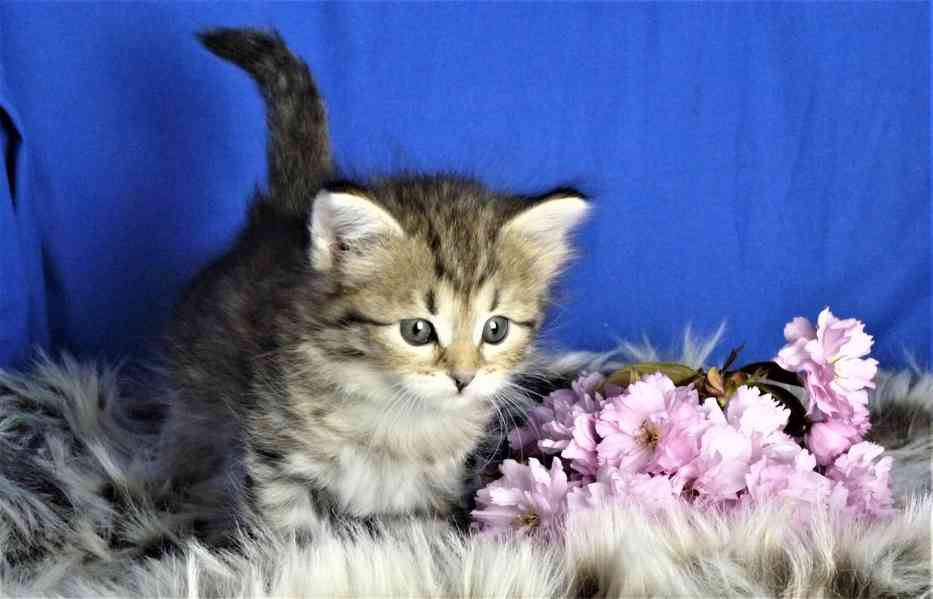 Sibiřská Koťata - foto 4
