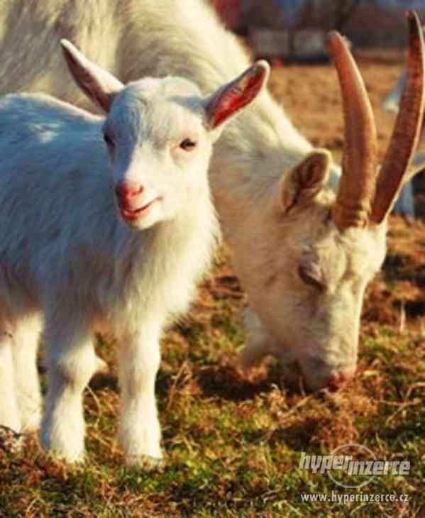 Kozička - Kůzle - foto 1
