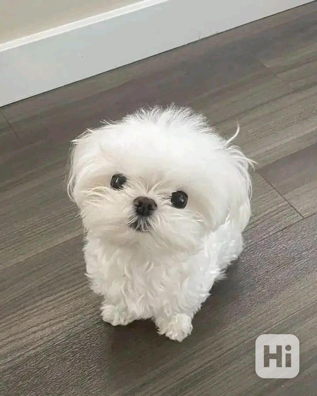 Teacup Maltese - foto 1