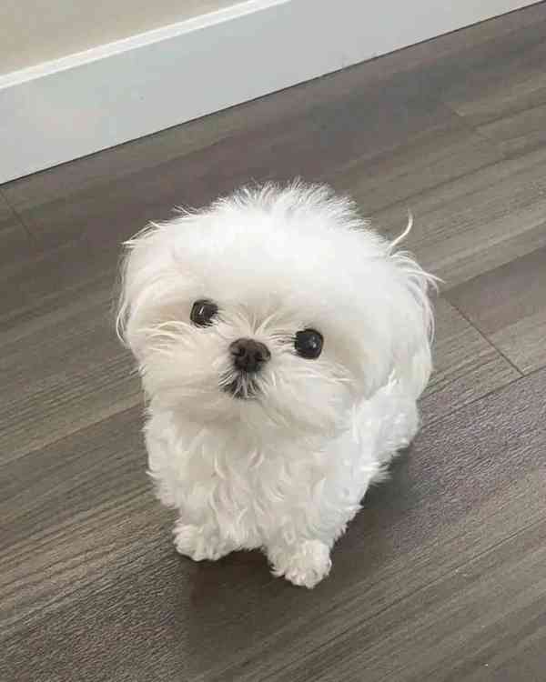 Teacup Maltese - foto 2