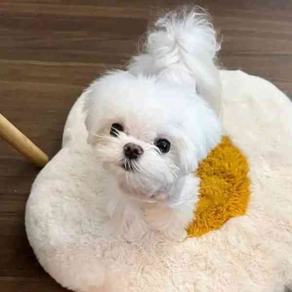 Teacup Maltese - foto 3
