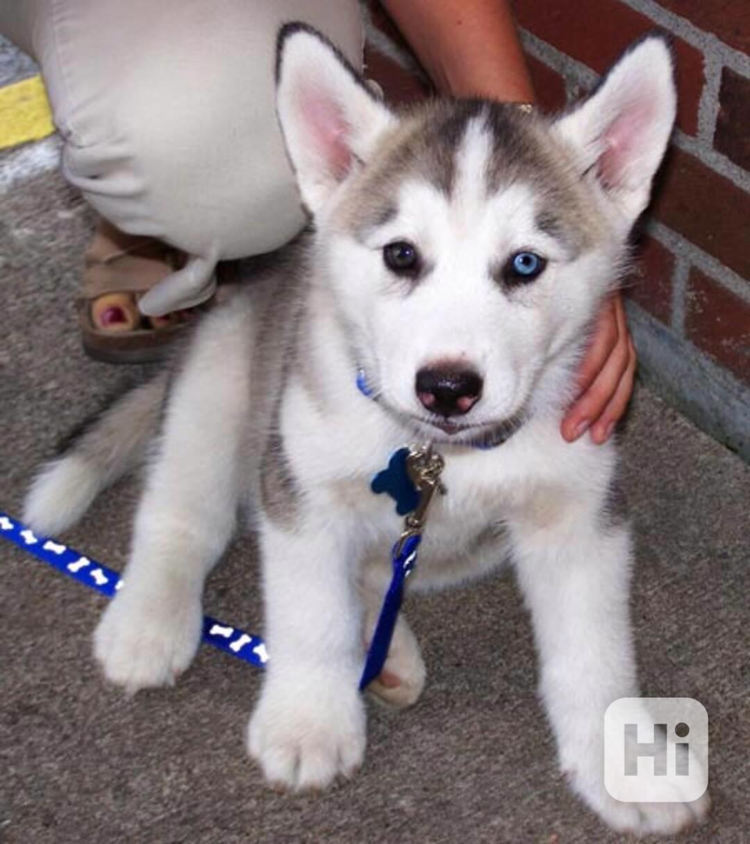 sibiřský husky štěňata s PP - foto 1