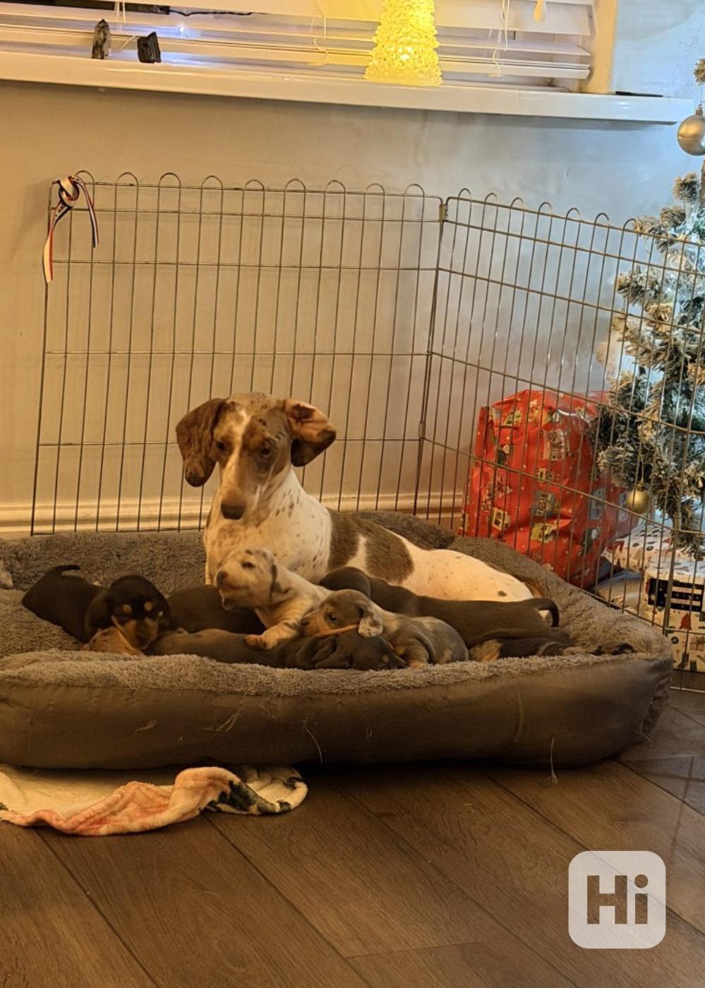 Štěňata standardního hladkosrstého jezevčíka k adopci. - foto 1