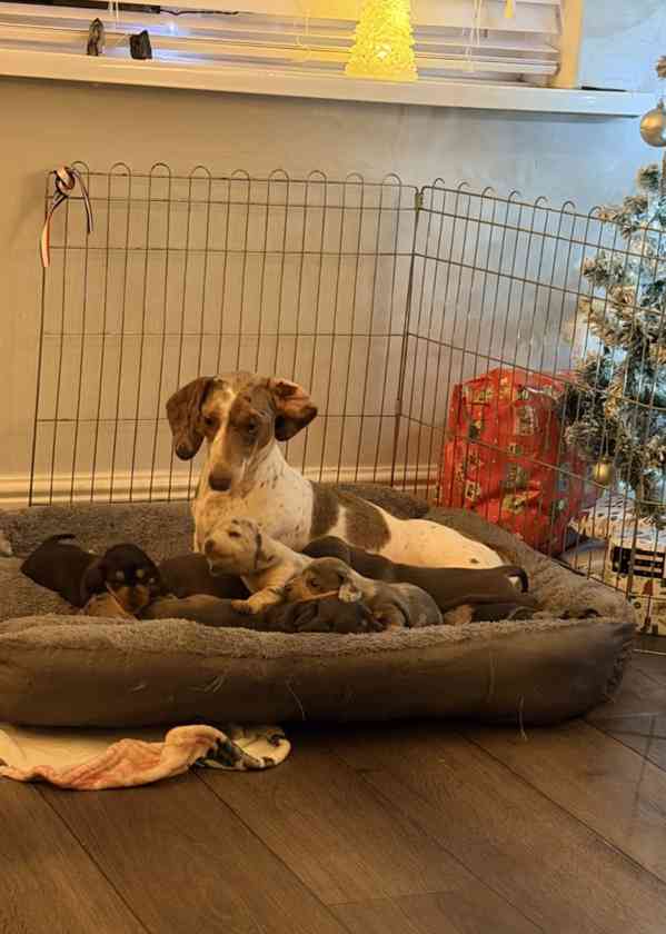 Štěňata standardního hladkosrstého jezevčíka k adopci. - foto 1