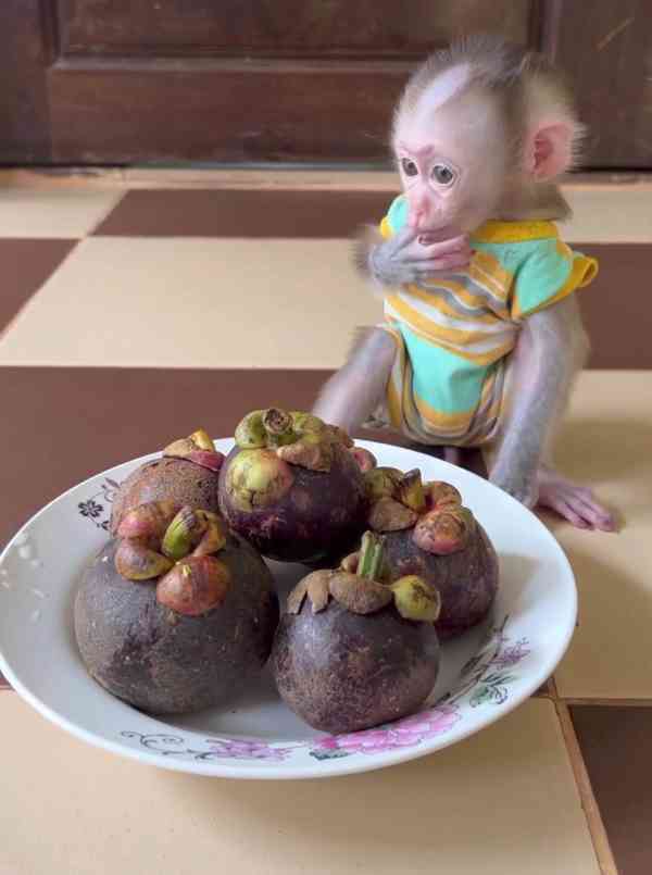 Úžasná opička kapucínská