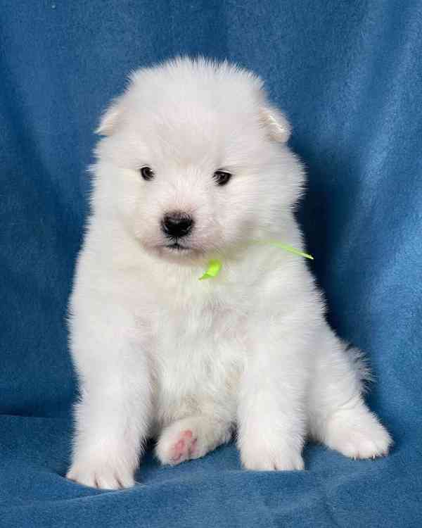 Štěňata samojeda samci a samice k dispozici