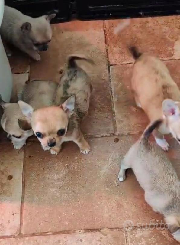 Chihuahua-Welpen - foto 2