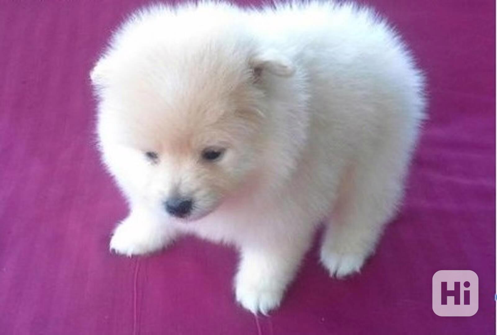 pomeranian štěňata k adopci - foto 1
