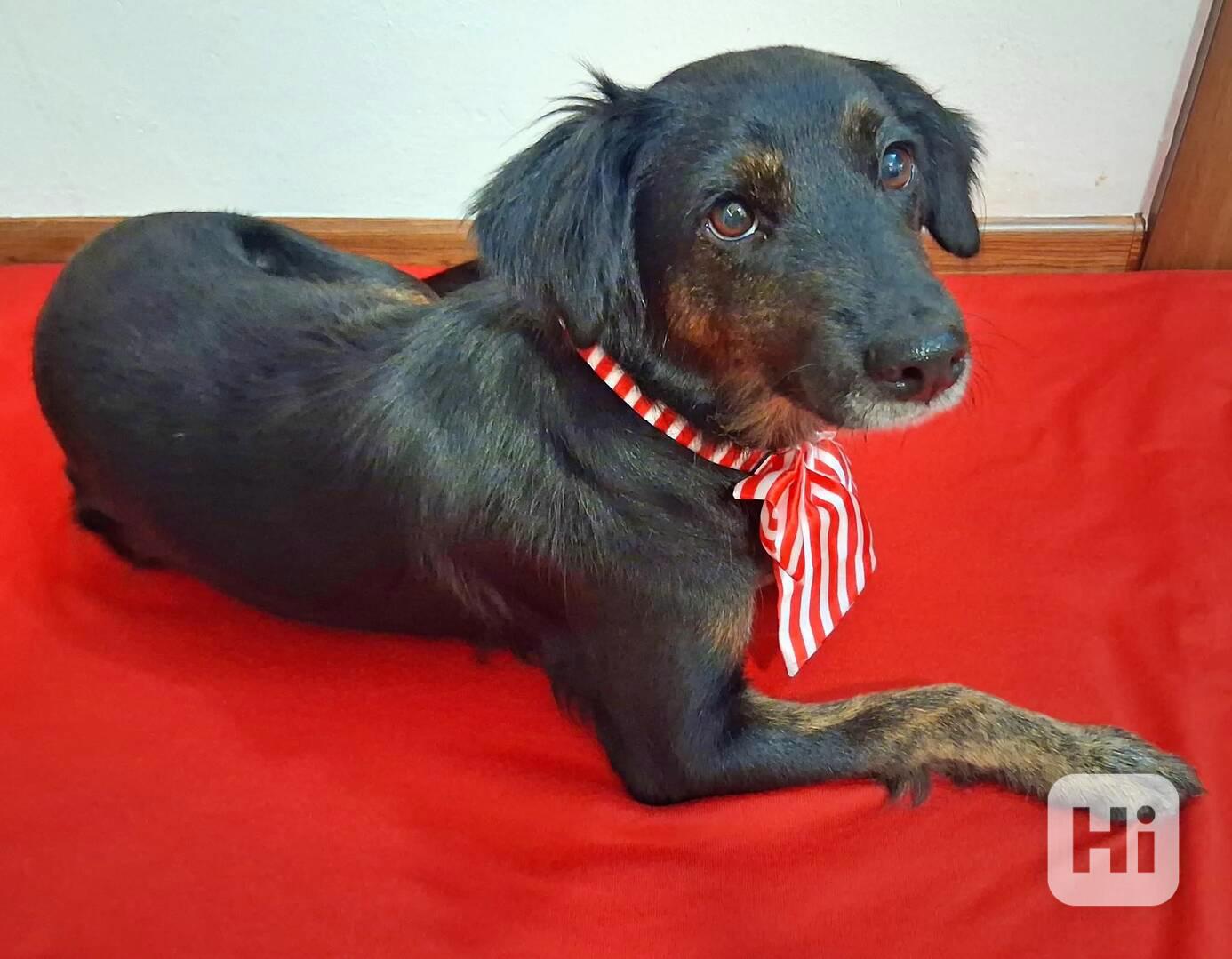 RUBY - 12 kg, kastrovaná fenečka 7 let  - foto 1