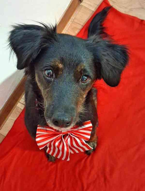 RUBY - 12 kg, kastrovaná fenečka 7 let  - foto 2