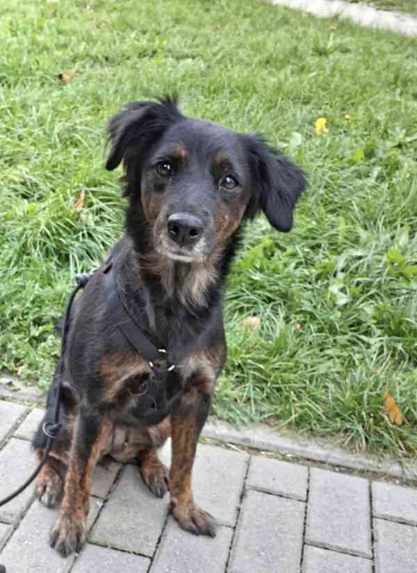 RUBY - 12 kg, kastrovaná fenečka 7 let  - foto 5