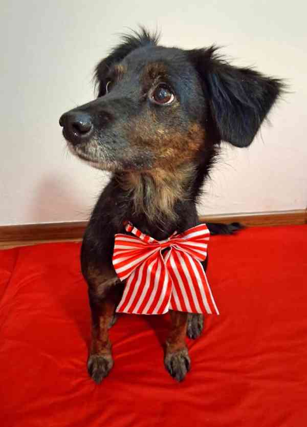 RUBY - 12 kg, kastrovaná fenečka 7 let  - foto 4
