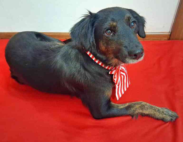 RUBY - 12 kg, kastrovaná fenečka 7 let - foto 1