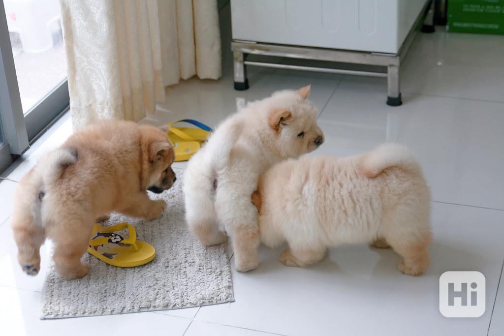 Štěňata čau-čau, samec a samice - foto 1