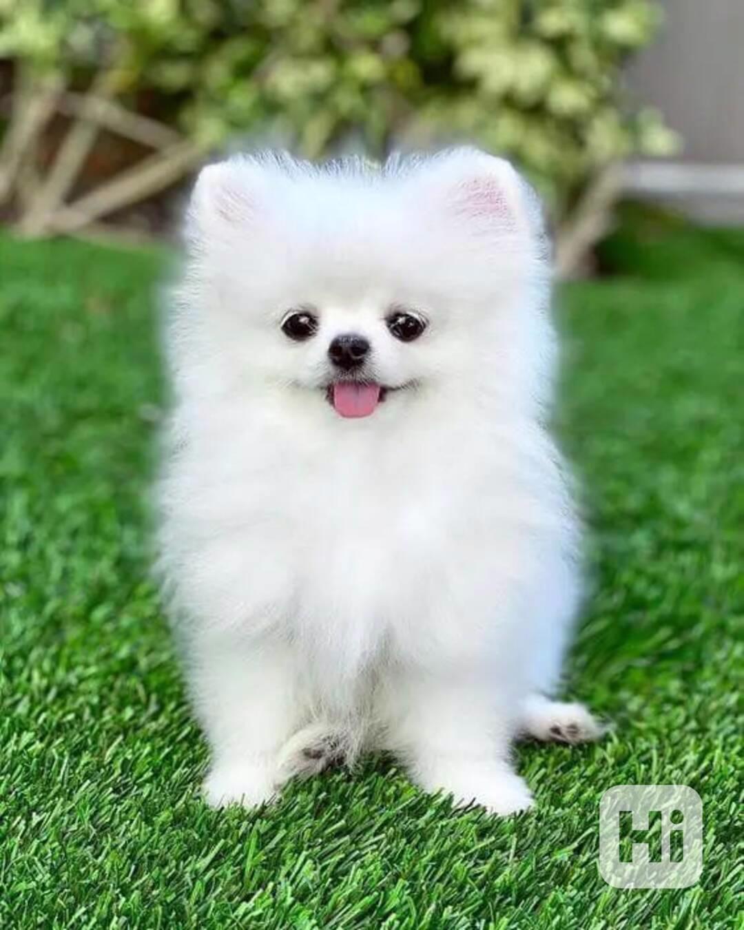 wc xcb xcfbfdrhr - foto 1