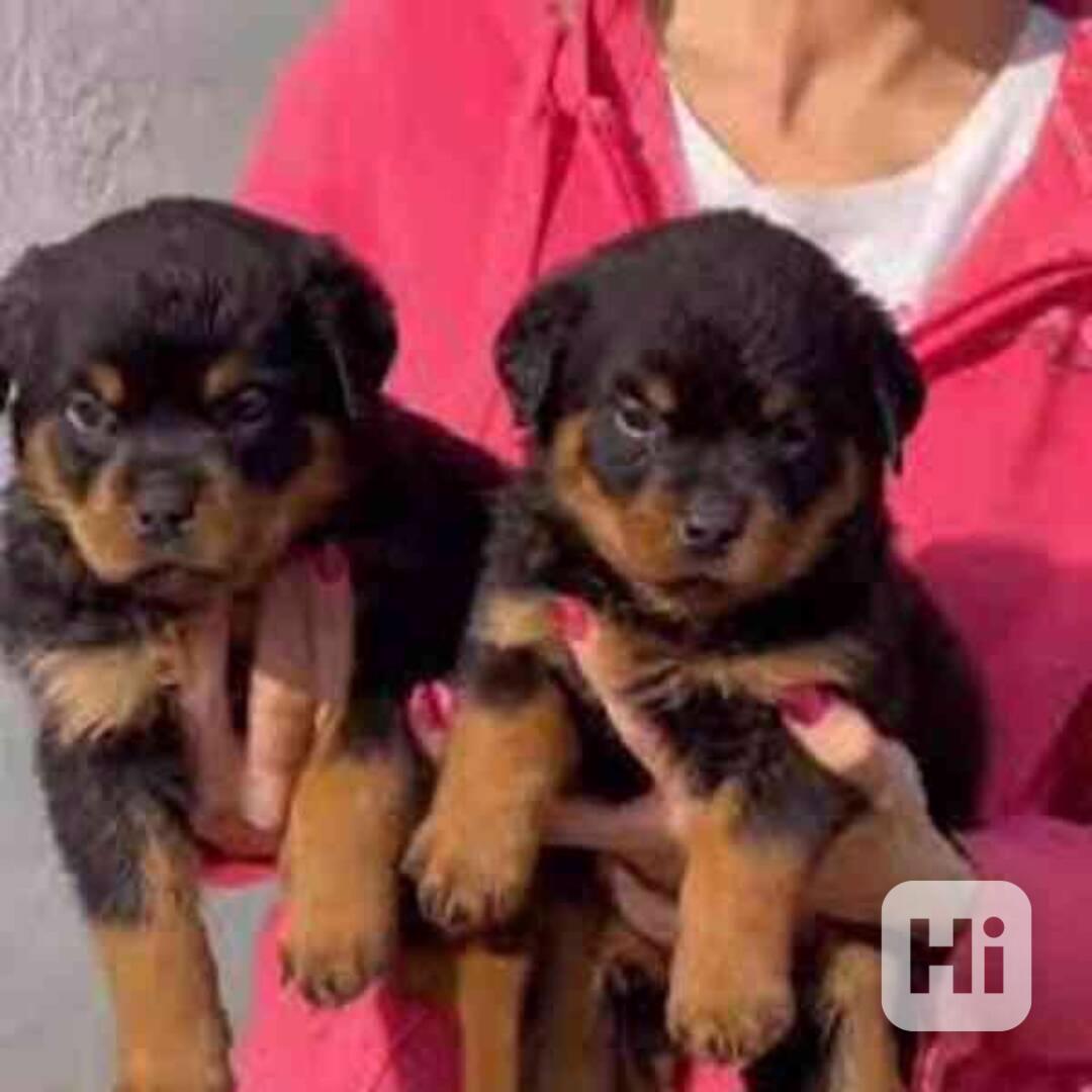 Štěňata rotvajlera k adopci - foto 1