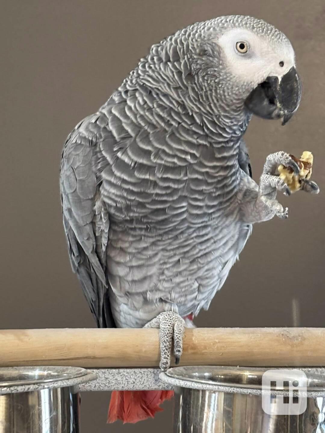 Zdravý papoušek šedý - foto 1