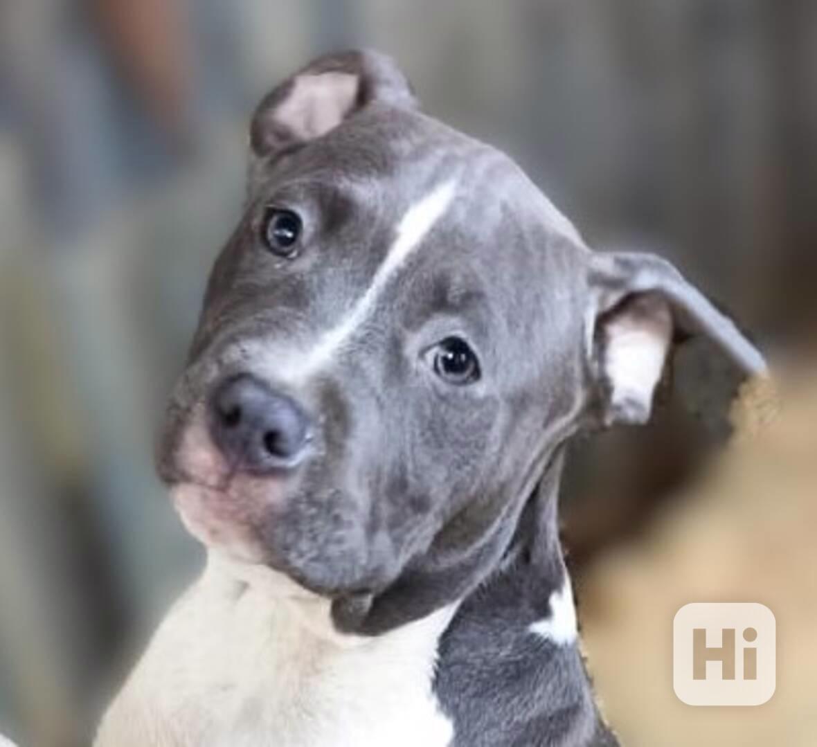 Americký staffordšírský teriér modrá št., s P.P. - foto 1