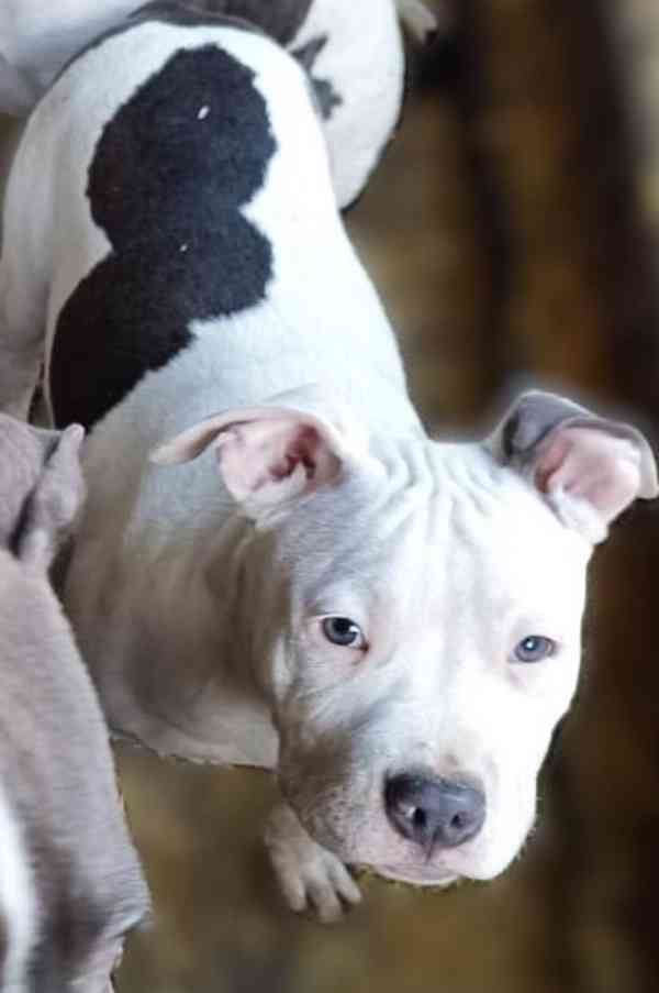 Americký staffordšírský teriér modrá št., s P.P. - foto 2