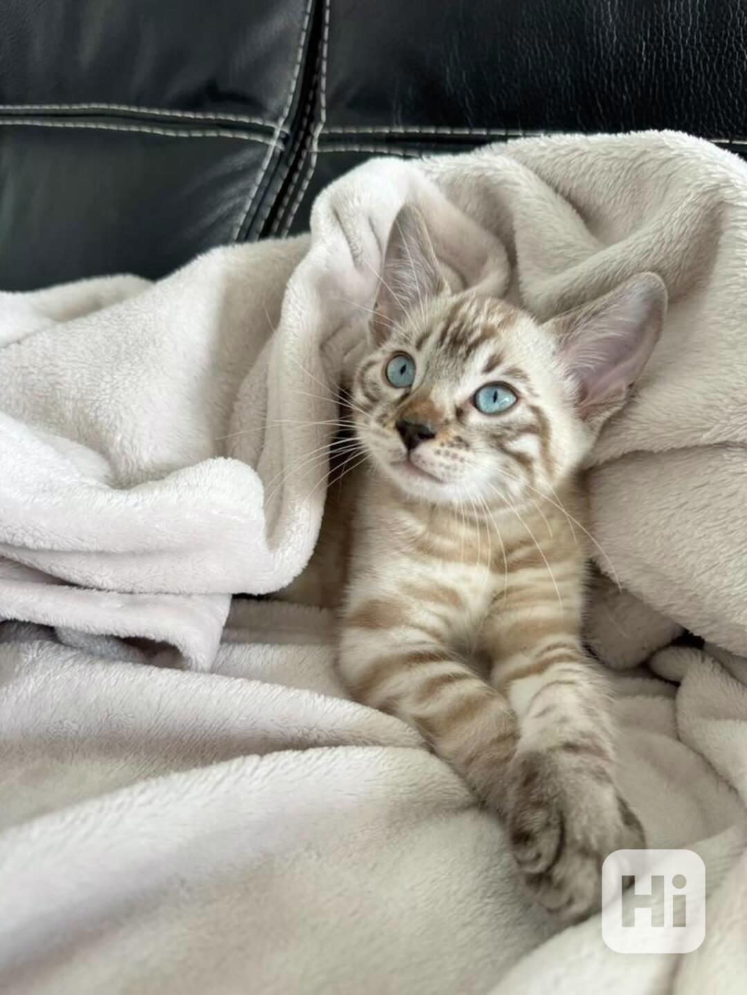 Bengálská kočka - kocourek s PP - foto 1