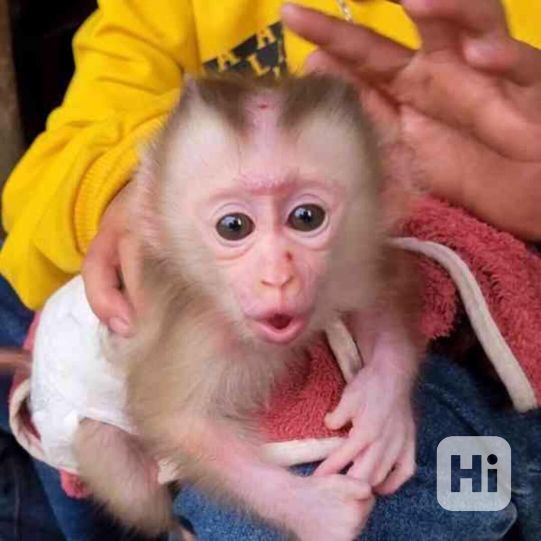 Přátelské kapucínské opice k adopci - foto 1