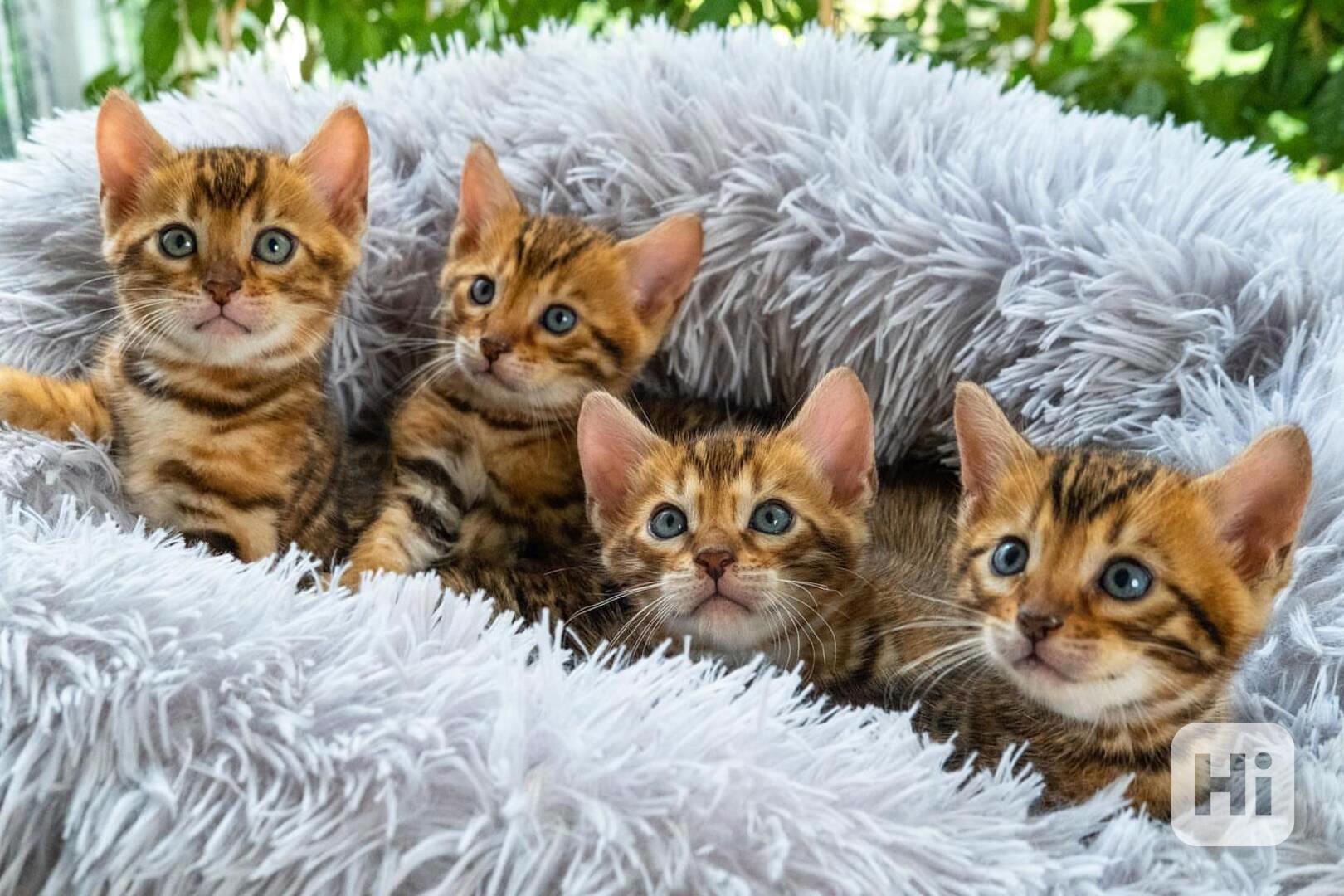 Osm čistokrevných bengálských koťátek - foto 1