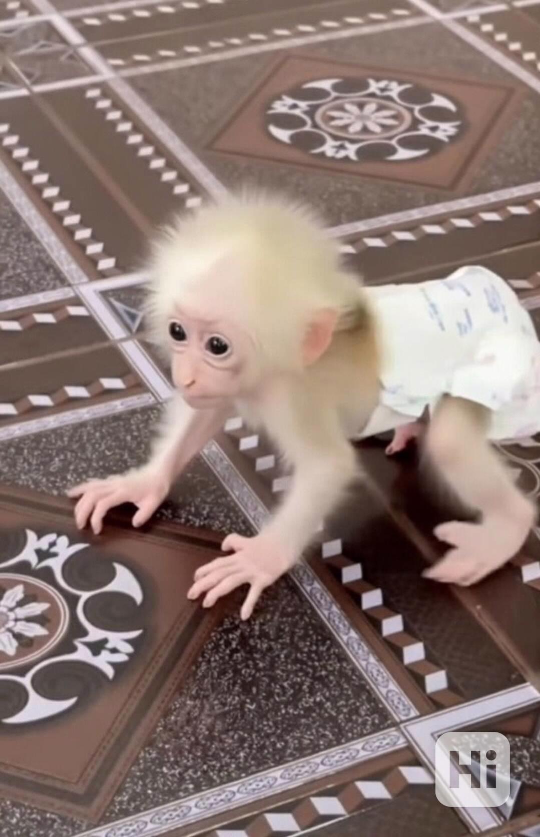 Úžasná kapucínská opice k adopci.. - foto 1