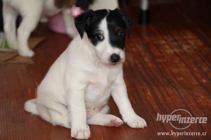 Štěňata hladkosrstého foxteriéra - foto 3